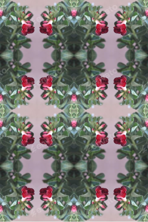 Preview: An Adenium Plant Abstract With Deep Crimson Red Flowers 0161