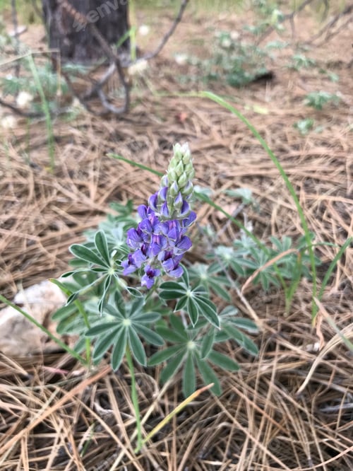 Preview: A Lupinus Sparsiflorus Plant With Flowers 4786