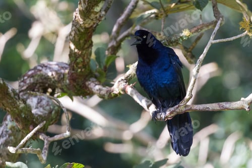 Preview: Close Up Of A Great Tailed Grackle Perch On A Tree Branch In Tropical Costa Rica