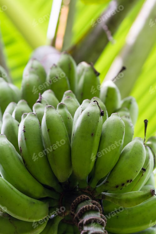 Preview: Cluster Of Bananas Growing In The Tropical Rainforest Of Costa Rica