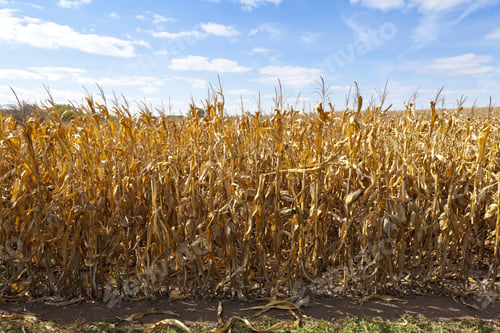 Preview: Golden Dry Corn On American Countryside