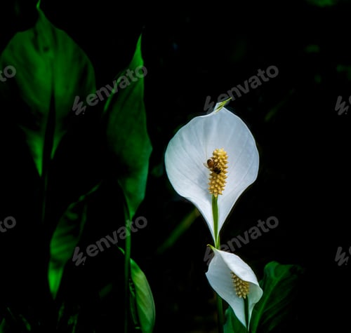 Preview: Bee On The Spadix Of A White Peace Lily On A Blurred Background Of Black And Green Leaves.