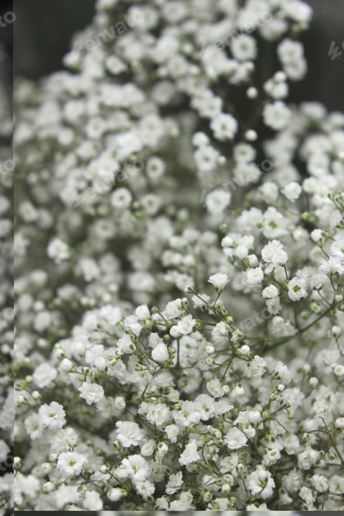 Preview: A Large Cluster Of Babys Breath With White Flowers 7149