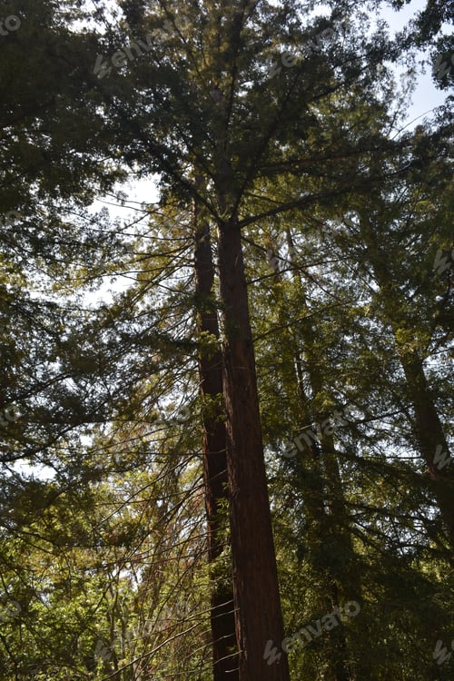 Preview: The Sun Shining Through The Canopy Of A Redwood Forest.