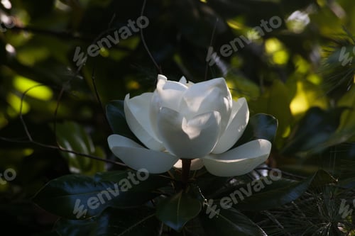 Preview: Blossom From A Magnolia Tree Outdoors