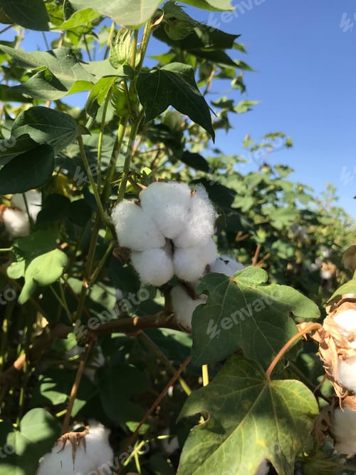 Preview: Cotton Plant Bushes With White Bolls 5799