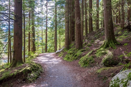 Preview: View At Trail In Park. Rice Lake. Vancouver. Canada.