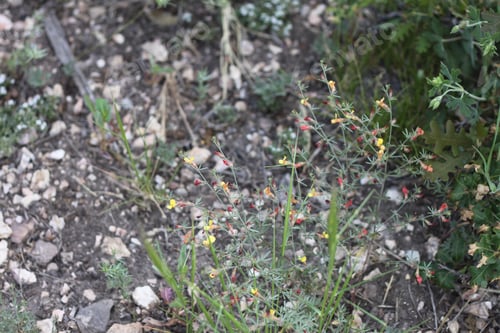 Preview: A Clump Of Desert Rock Pea Flowers 8757