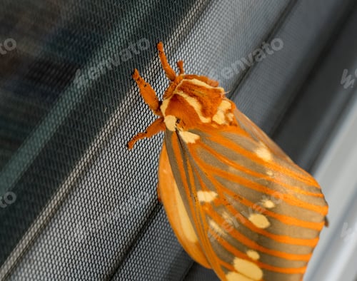 Preview: Macro Image Of A Large Regal Moth Known As Citheronia Regalis Which Landed On The Window Screen In