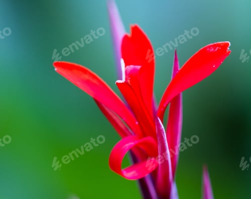 Preview: Close Up Of A Tropical Flower With Soft Red Petals Over A Green Background