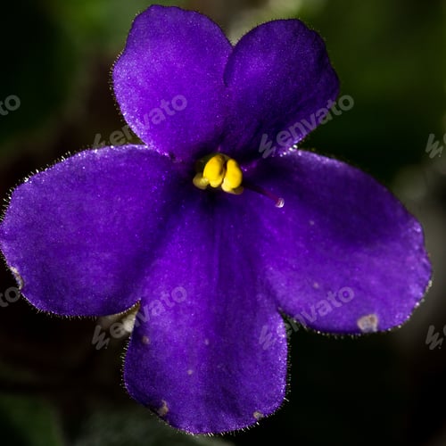 Preview: Close Up Of A Beautiful Flower On An African Flower Plant