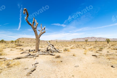 Preview: View Of The American Southwest Desert Landscape