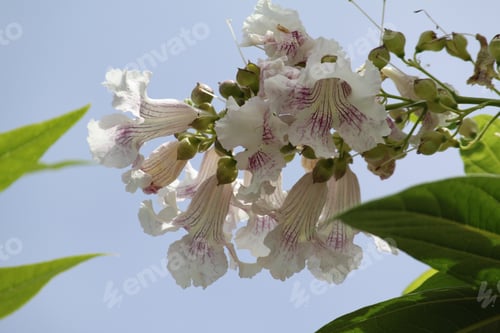 Preview: Clusters Of Chitalpa Tree Blossoms On Tree 5300