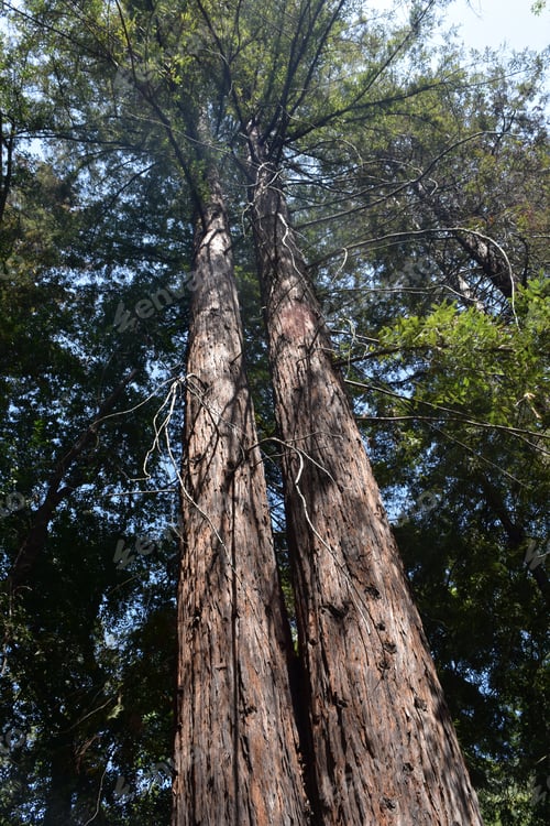 Preview: Two Towering Redwoods In Santa Barbara California.