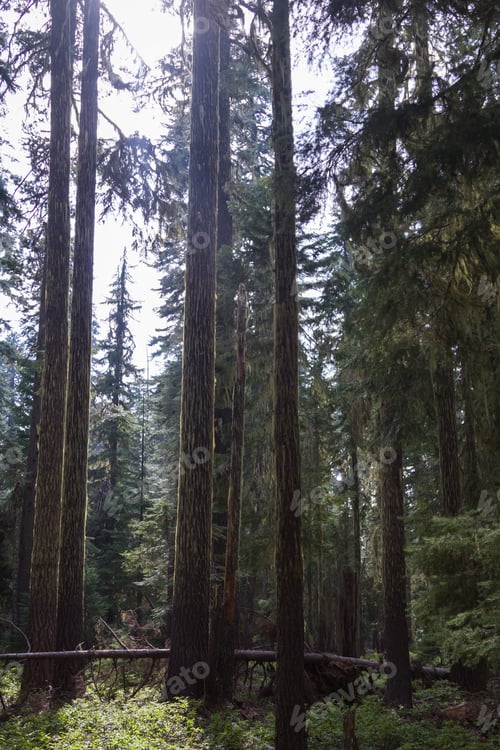 Preview: Peaceful Grove Of Fir Trees In Huckleberry Mountain In Southern Oregon