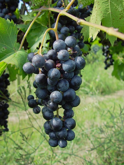 Preview: Purple Grapes Growing On A Vine