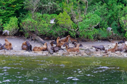 Preview: Sea Lions In Their Natural Habitat On The Coasts Of Southern Chile