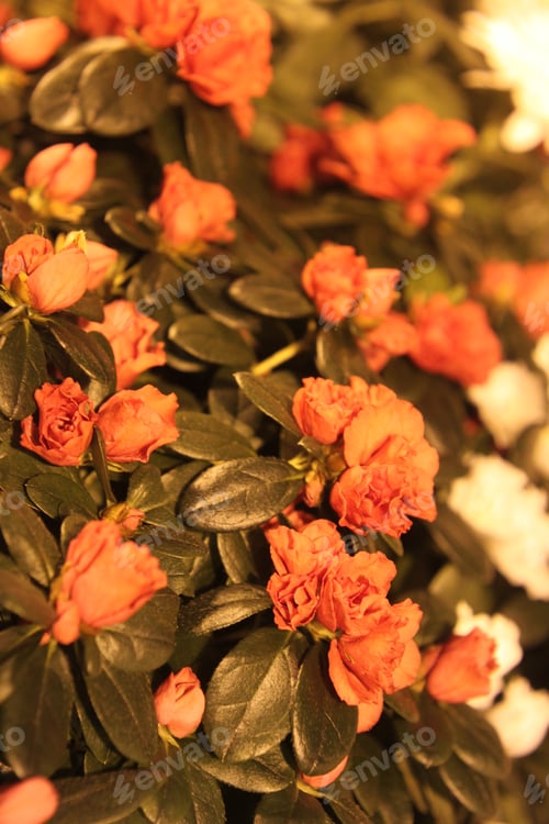 Preview: Clusters Of Azalea Plants With Bright Pink Flowers 6840