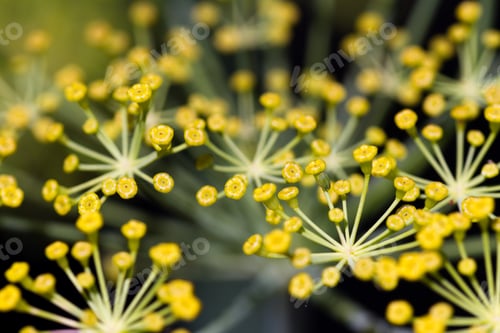 Preview: Macro Of The Flowers Or Seed Pockets On A Dill Plant