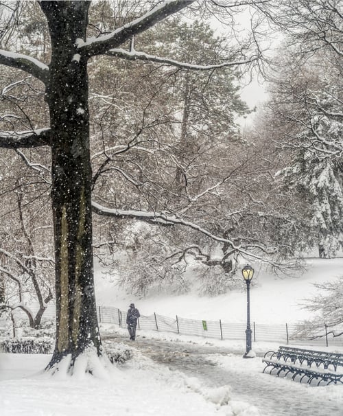 Preview: Snow Storm In Central Park In Lake March