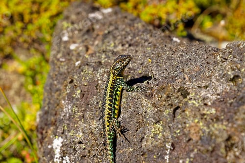 Preview: Lizard Peeking Out Of The Rocks