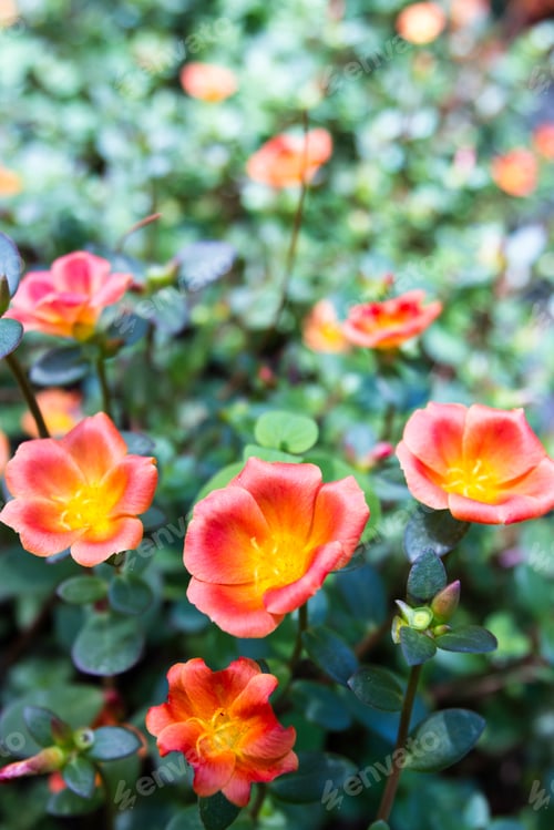 Preview: Small Orange Blooms On Purslane Or Pigweed In The Rainforest Of Costa Rica