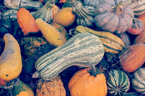 Preview: Pumpkins