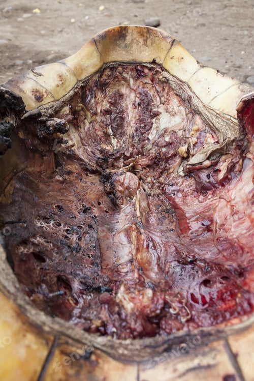 Preview: Cooking Turtle