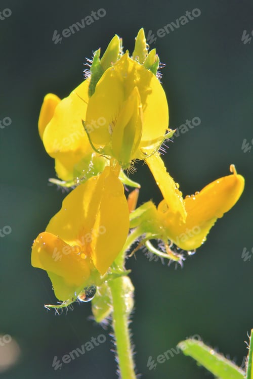 Preview: Yellow Bloom - Wild Flower Background From Africa - Beautiful Colors And Pristine Petals From Nature