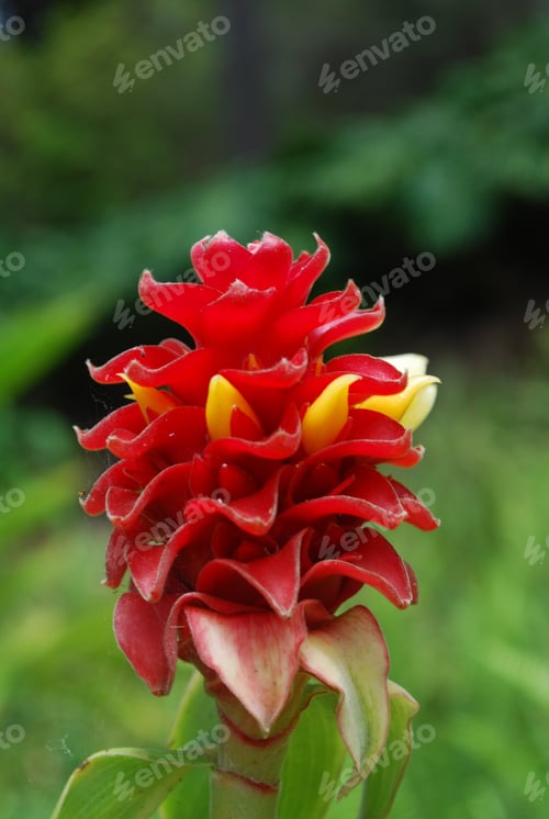 Preview: Flowering Red Aphelandra Tropical Flower.
