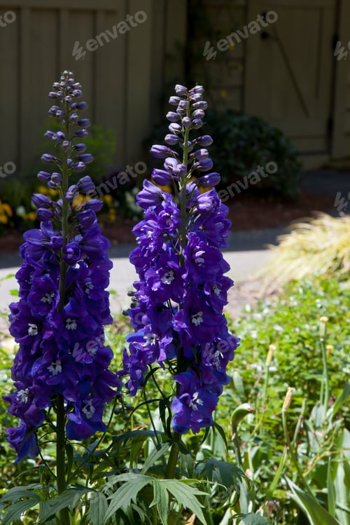 Preview: Purple Flowers Outdoors