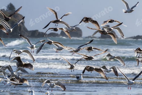 Preview: Large Colony Of Sea Gulls Enjoying A Sunny Day In Pebble Beach, Crescent City California As They