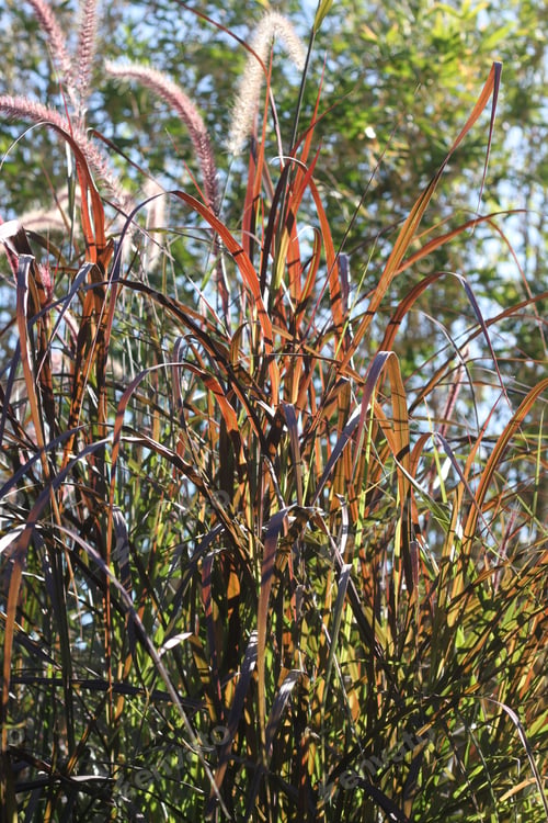 Preview: Tall Blades Of Prairie Grass With Feathery Plumes 2748