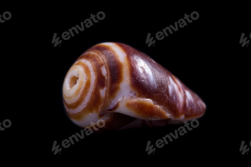 Preview: Beautiful Sea Shell Adorned By Amazing Natural Patterns And Color