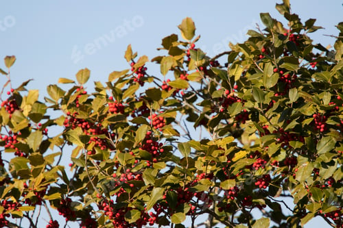 Preview: Green Leaves And Red Berries