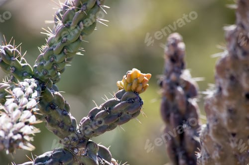 Preview: Cholla Cactus Budding in Arizona Desert Sunlight