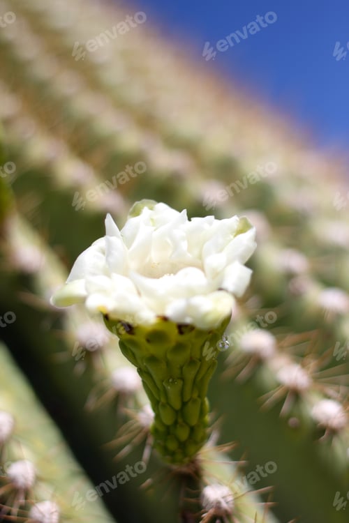 Preview: White Cactus Flower Blooming in the Desert Sunlight