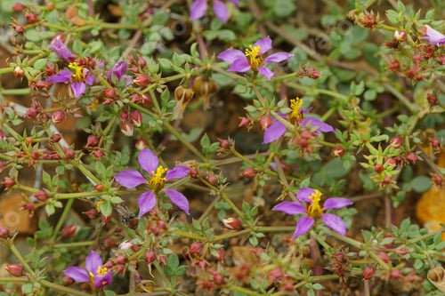Preview: Fagonia Chilensis, An Endemic Plant From Northern Chile, Grows During The Spring Period