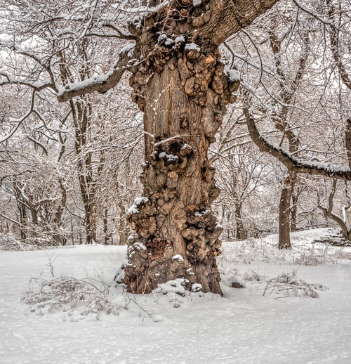 Preview: Large Tree In Central Park, New York City During Snow Storm