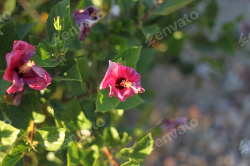 Preview: Pink Hibiscus Blooms On A Thick Green Bush