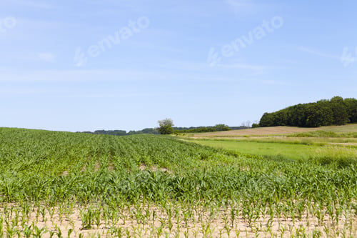 Preview: American Country Landscape