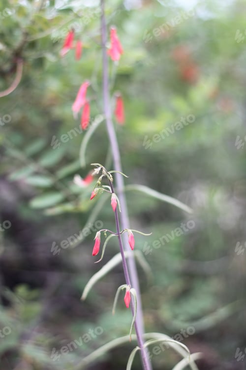 Preview: A Firecracker Penstemon With Pink Flowers 8347