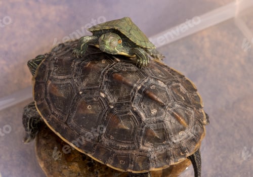 Preview: Containers Of Two Turtles In Courtyard Of Temple At Laoshan Near Qingdao