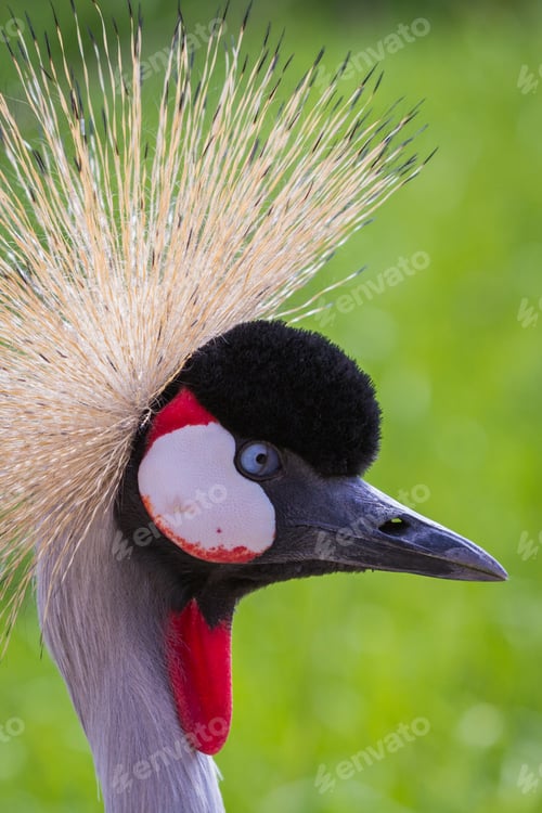 Preview: Close Up Of An East African Crowned Crane With Beautiful Colors And Spring Green Grass In The
