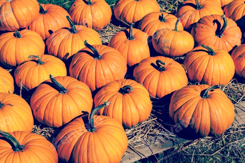 Preview: Pumpkins