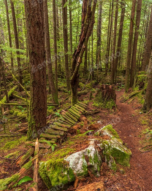 Preview: View At Trail In Park In Vancouver, Canada.