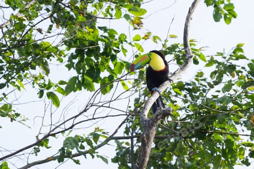 Preview: Keel Billed Tucan, A Beautiful Bird With Vivid Colors Perched On A Tree In The Rainforest Of Costa