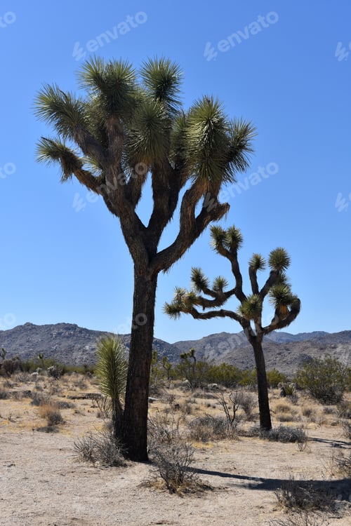 Preview: Pair Of Joshua Trees In The Mojave Desert In Calfiornia.