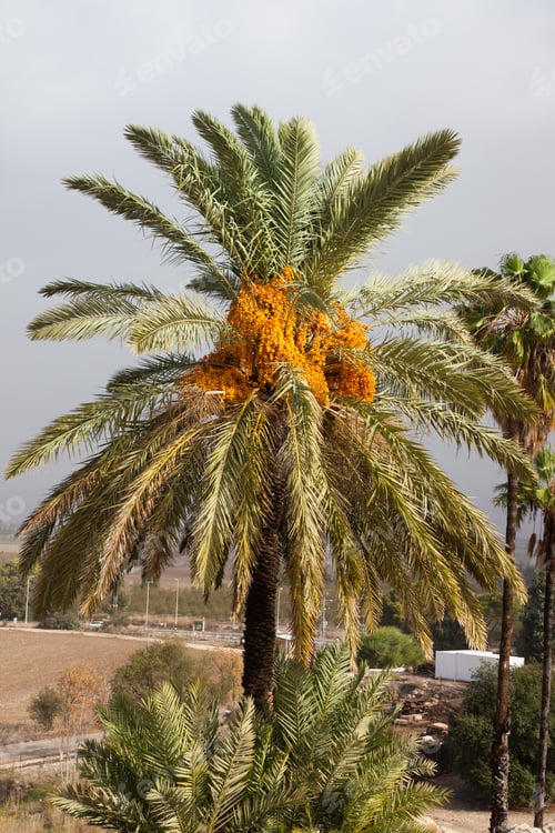 Preview: Date Palm Trees From Israel