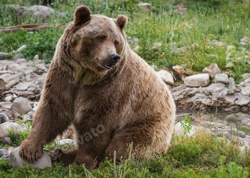 Preview: Close Up Of An Adult Grizzly Bear On Green Grass